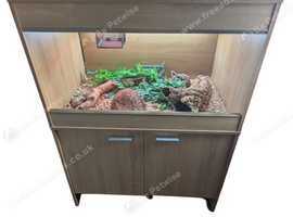 3ft vivarium with cabinet