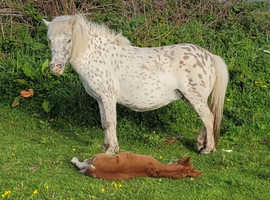 4 yro 40 inch British spotted mare and foal