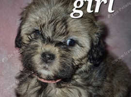 Stunning shihpoo ALL SOLD THANKYOU