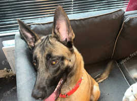 Loving belgian malinois 1 Yr old
