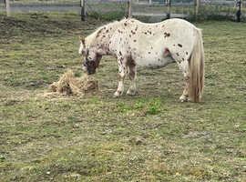Little pony for sale