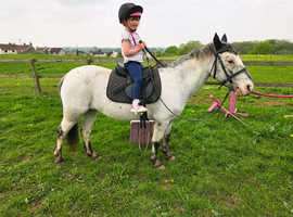Perfect lead rein pony!