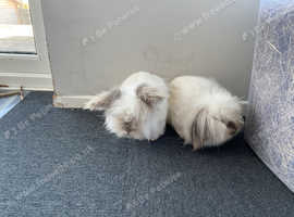 Two beautiful bunnies looking for forever home