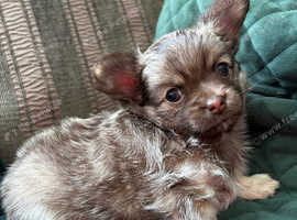 Gorgeous Fluffy Chihuahua Puppy