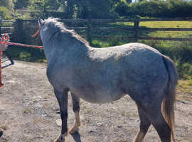Grey 4yr old Welsh section A