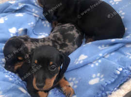 Dachshund Dogs And Puppies For Sale And Rehome In Mold Find Dogs
