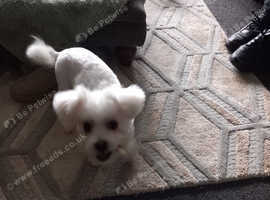 2x white malshis ( sisters)