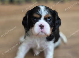 (Health tested) Cavalier puppies