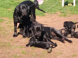 Cane Corso fermentino puppies