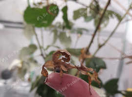 Macleays spectre stick insects