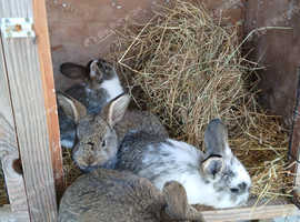 Baby bunny's