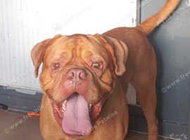 Male Dougue de bordeaux
