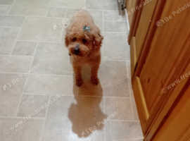 Toy poodle boy