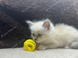 Ragdoll Kitten