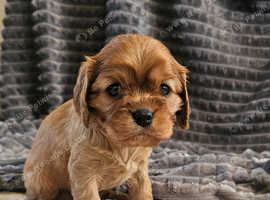 KC Registered Cavalier Puppies from Champ line