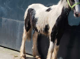 Traditional Cob quality colt foal