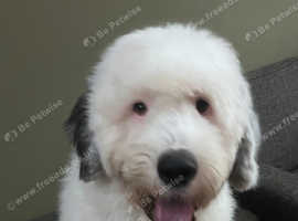 Old English sheepdog for stud