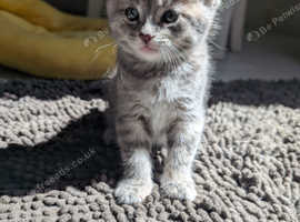 Kitten