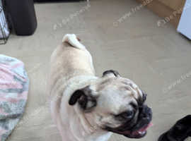 Male pug