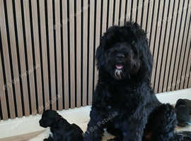 Portuguese water dog puppies