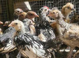 Silver Sebright Chicks £10 each UNSEXED