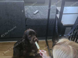 Cocker spaniel male