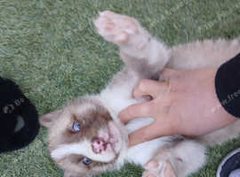 Puppy's for sale