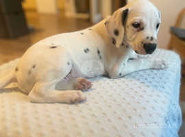 Beautiful litter of HUA and LUA puppies for sale