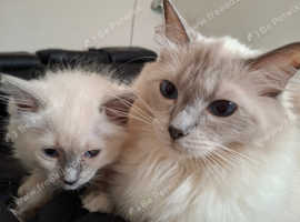 Ragdoll kitten