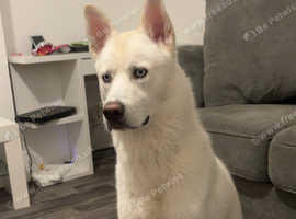White beautiful husky for sale