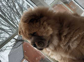 Pocket best sale chow chow