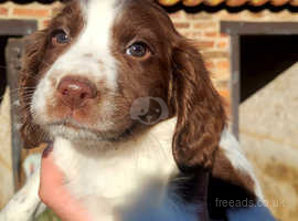 Breeds 101: Meet the loving English Springer Spaniel