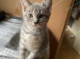 Grey stripes