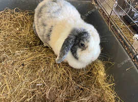 Mini lops