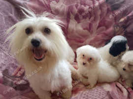 Maltipoo Dogs And Puppies For Sale 