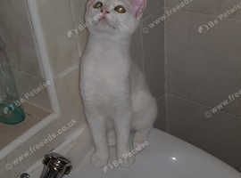 Lost cat since 19th August 2024