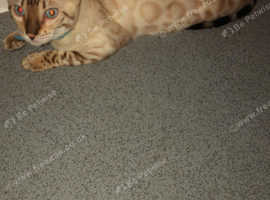 Bengal cat kittens near hot sale me