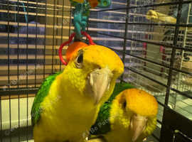 Yellow Thighed Caique Parrots