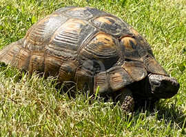 Lost or Stolen Spur thighed Tortoise £100 REWARD