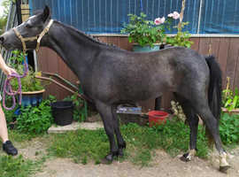 Welsh b filly to make 13h