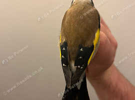 GOLDFINCH COCK