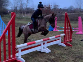 Meet Fizz a bombproof all rounder adorable sad sale