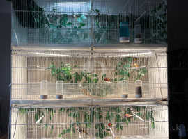 Many Waxbills for sale with 3 breeding cages