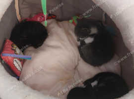 Rescue, Rehome offered