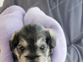 3 Kennel Club Miniature Schnauzer puppies
