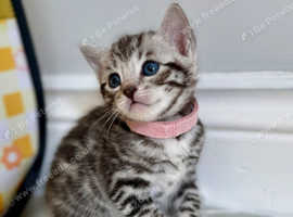 Beautiful mixed Bengal kittens