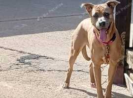 Rhodesian Ridgeback  Merle