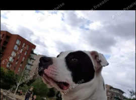 Loving dog for sale