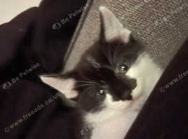 Boy kitten