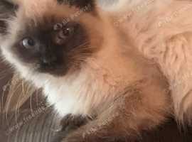 Ragdoll looking for forever home
